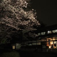 古民家と桜