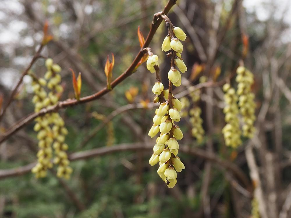キブシの花