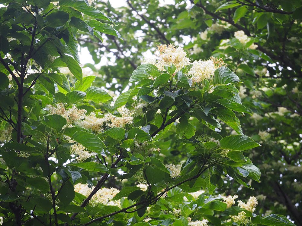 クマノミズキの花