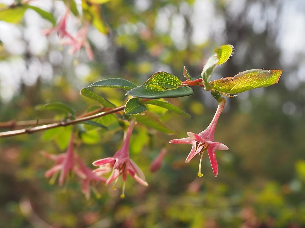 ウグイスカグラの花