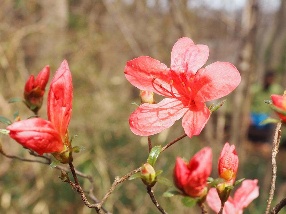 ヤマツツジの花