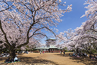 枡形山広場