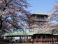 Cherry blossoms in the Square of Mt. Masugata (April)