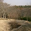 つつじ山