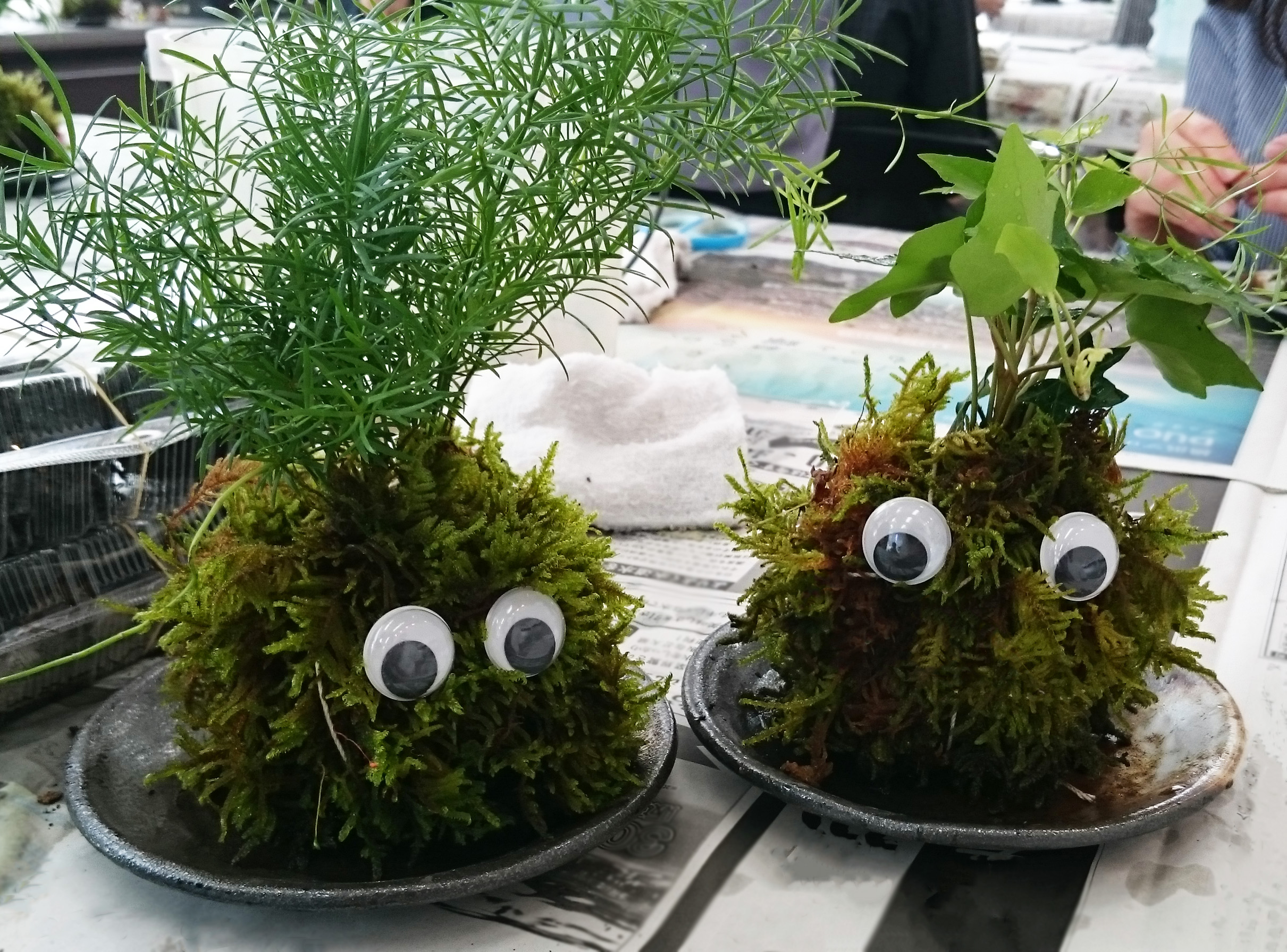 かわいいコケ玉をつくろう 生田緑地公式ホームページ